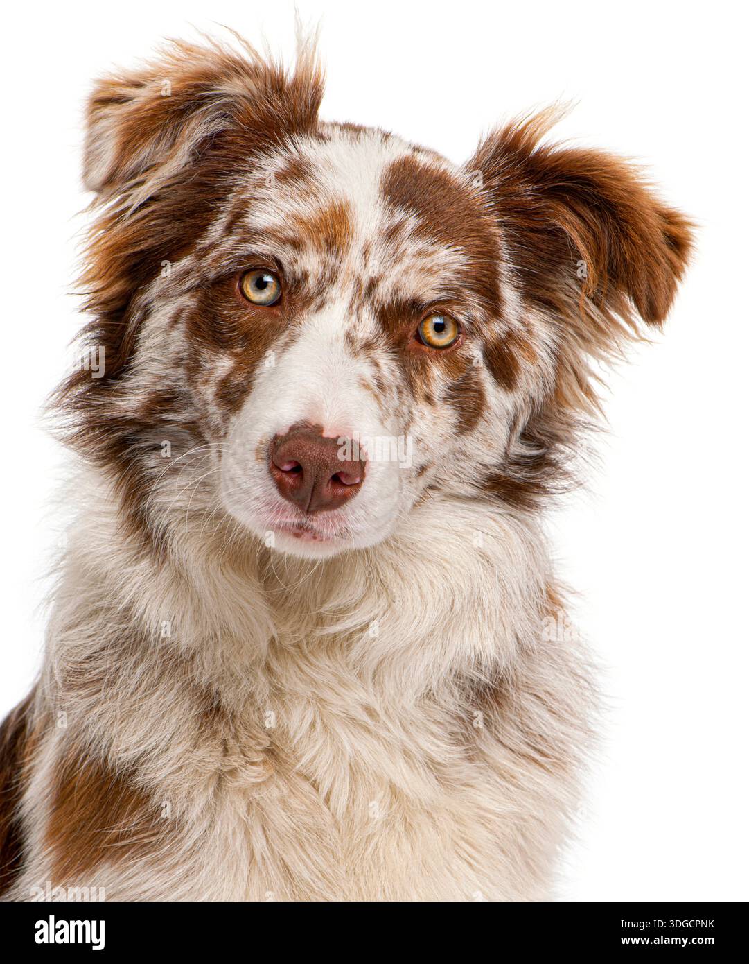 Australian shepherd puppy with red merle coat and attentive eyes looking straight Stock Photo
