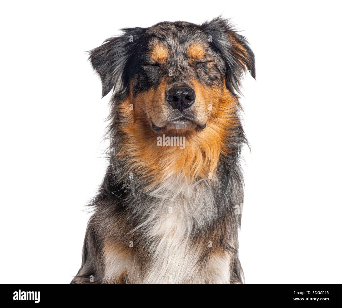 Australian shepherd dog posing with eyes closed on white background Stock Photo