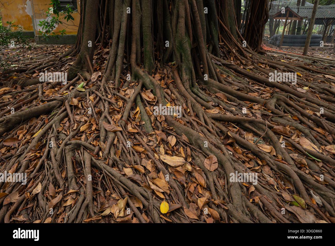 Close-up view of aerial roots of a tropical fig (Ficus elastica) tree ...