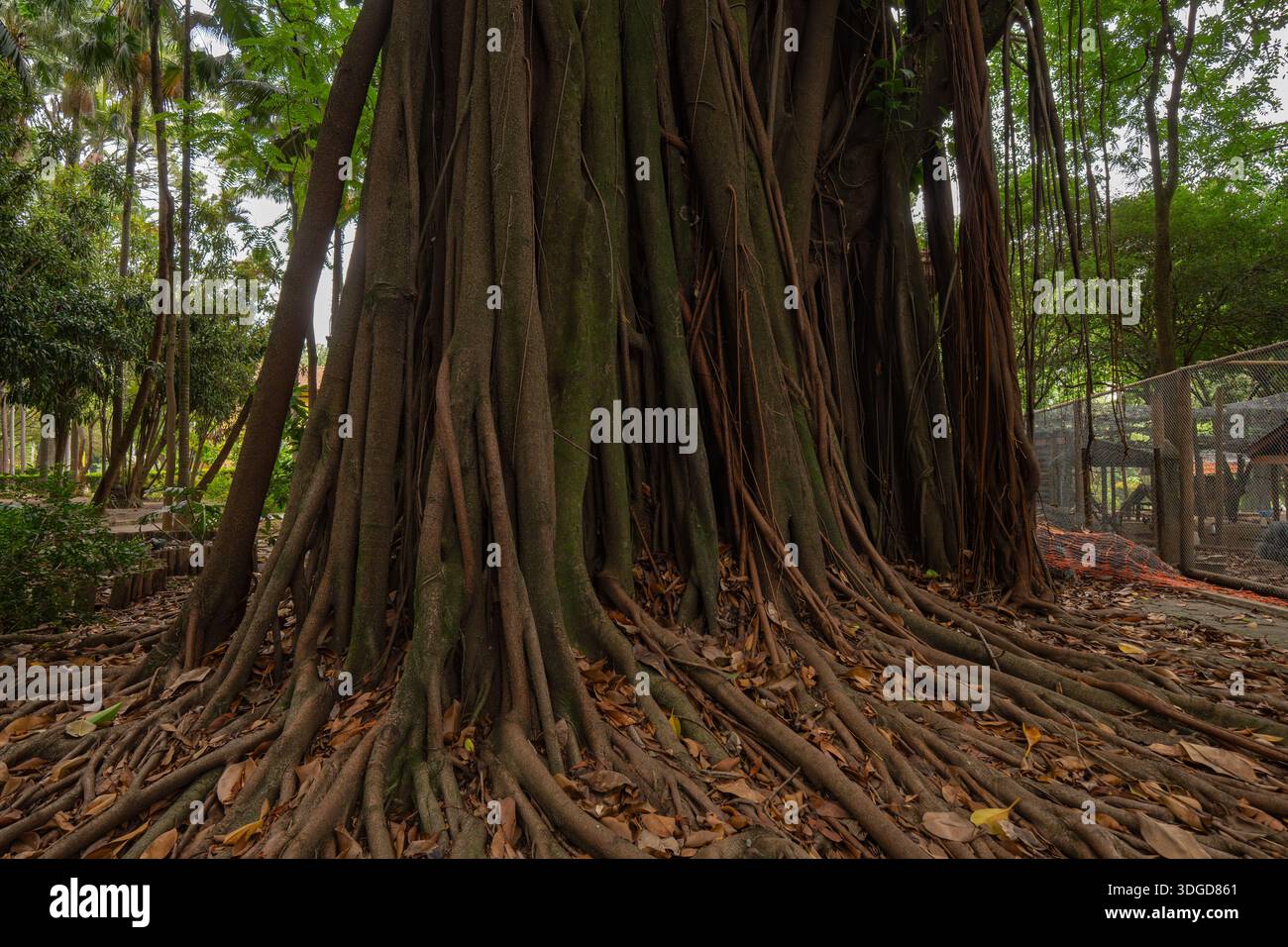 Aerial roots of a tropical fig tree (Ficus elastica) growing along the ...