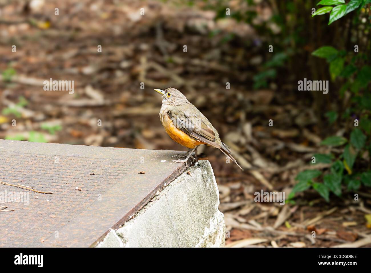 Turdus rufiventris (Rufous-bellied thrush), known in Brazil as Sabiá ...