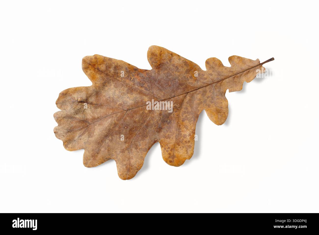Dry oak leaf isolated on white background Stock Photo