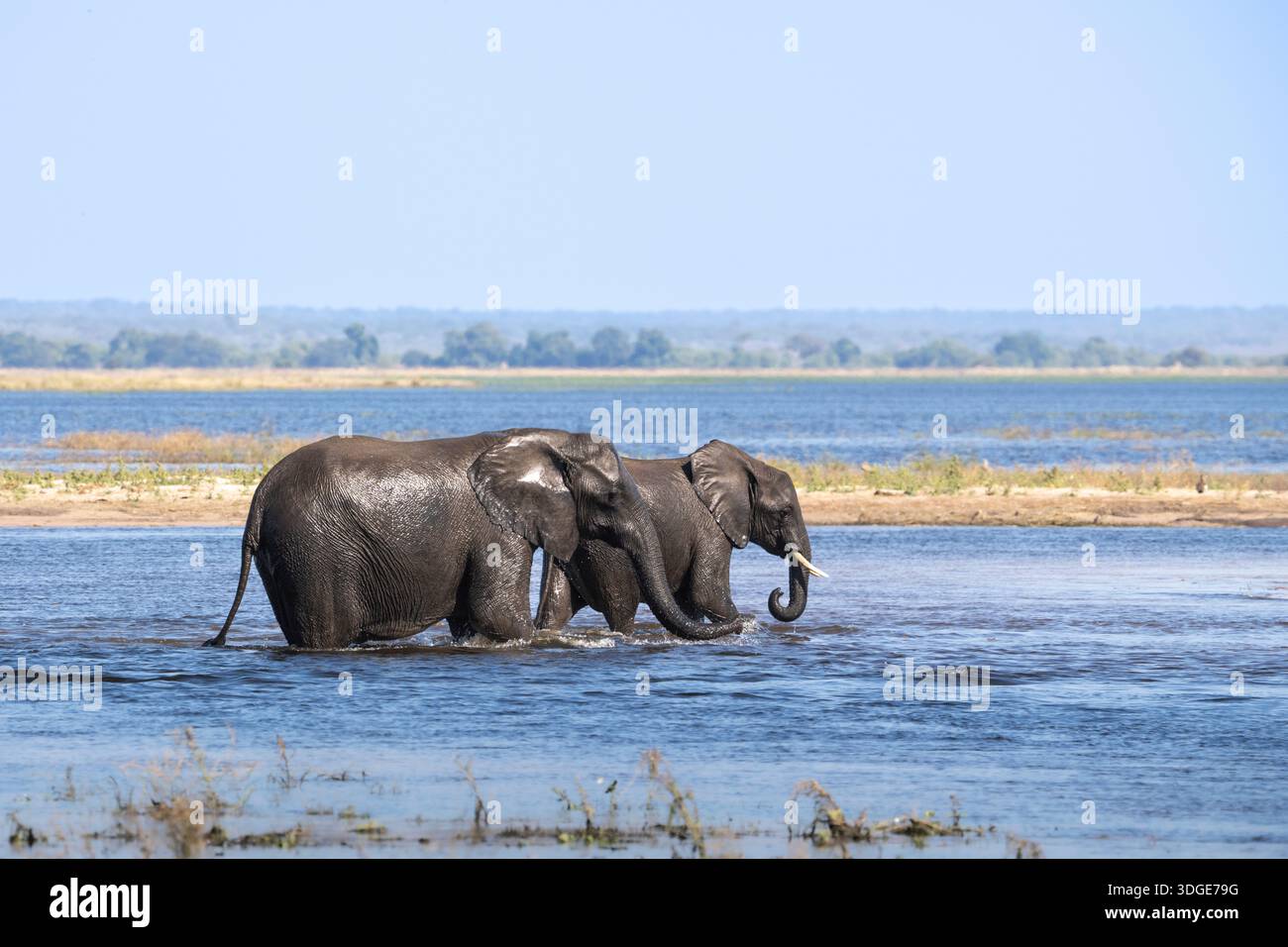 African elephants ( Loxodonta africana) walking through the Chobe River. Chobe National Park, Botswana, Africa Stock Photo