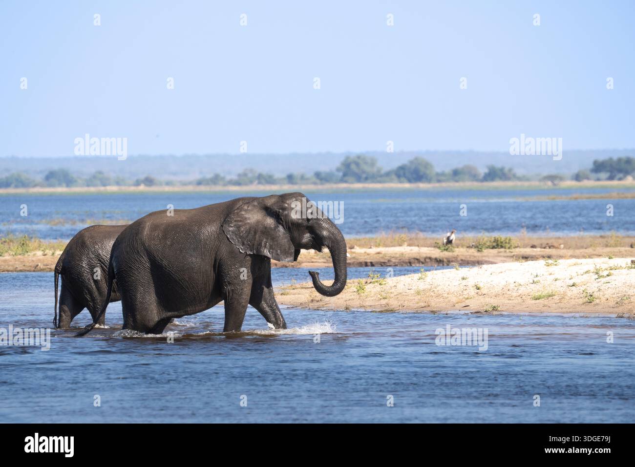 African elephants ( Loxodonta africana) walking through the Chobe River. Chobe National Park, Botswana, Africa Stock Photo