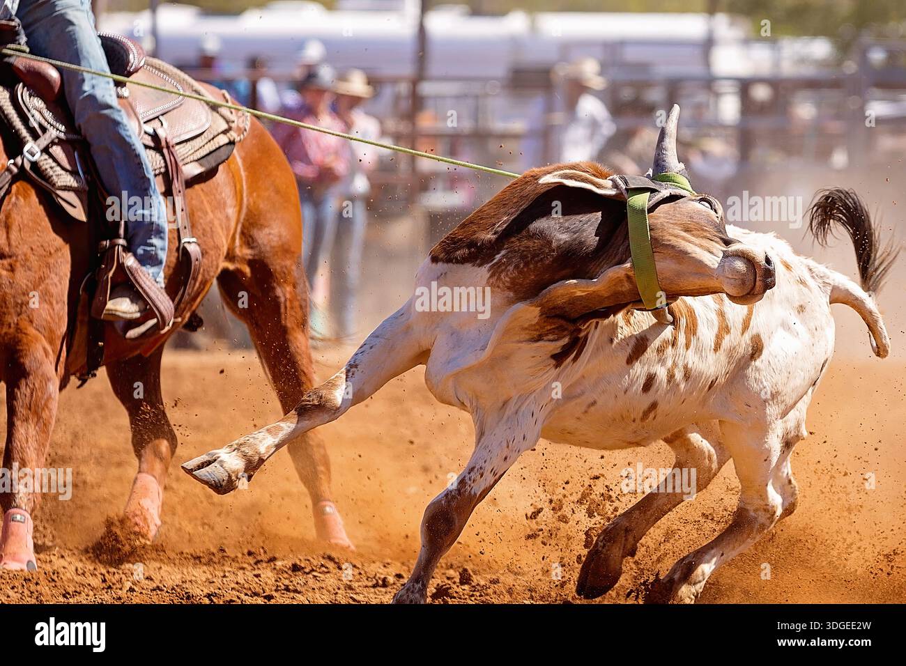 Calf Getting Roped High energy shot calf hi-res stock photography and images - Alamy
