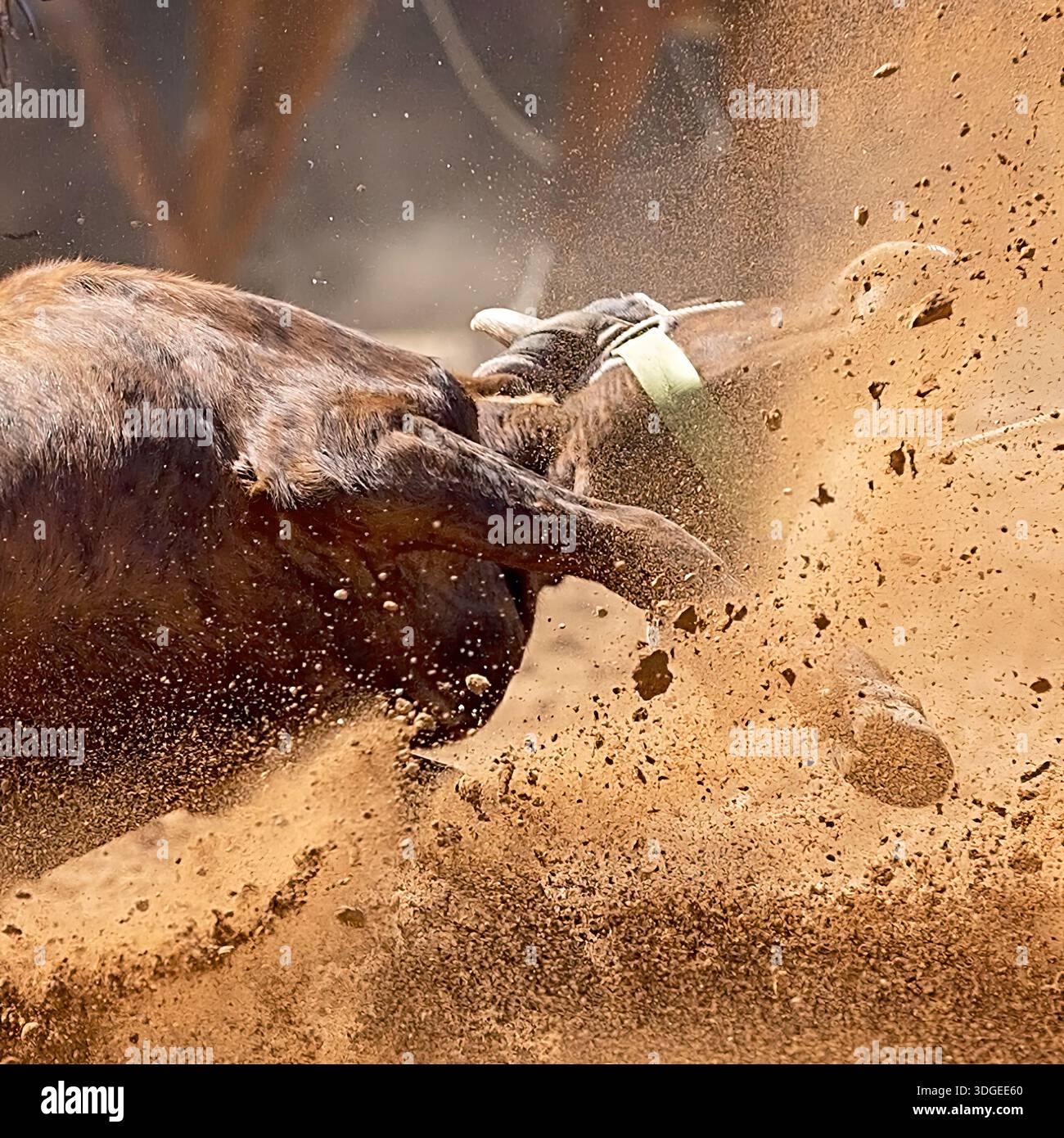 Calf Getting Roped High energy shot calf hi-res stock photography and images - Alamy
