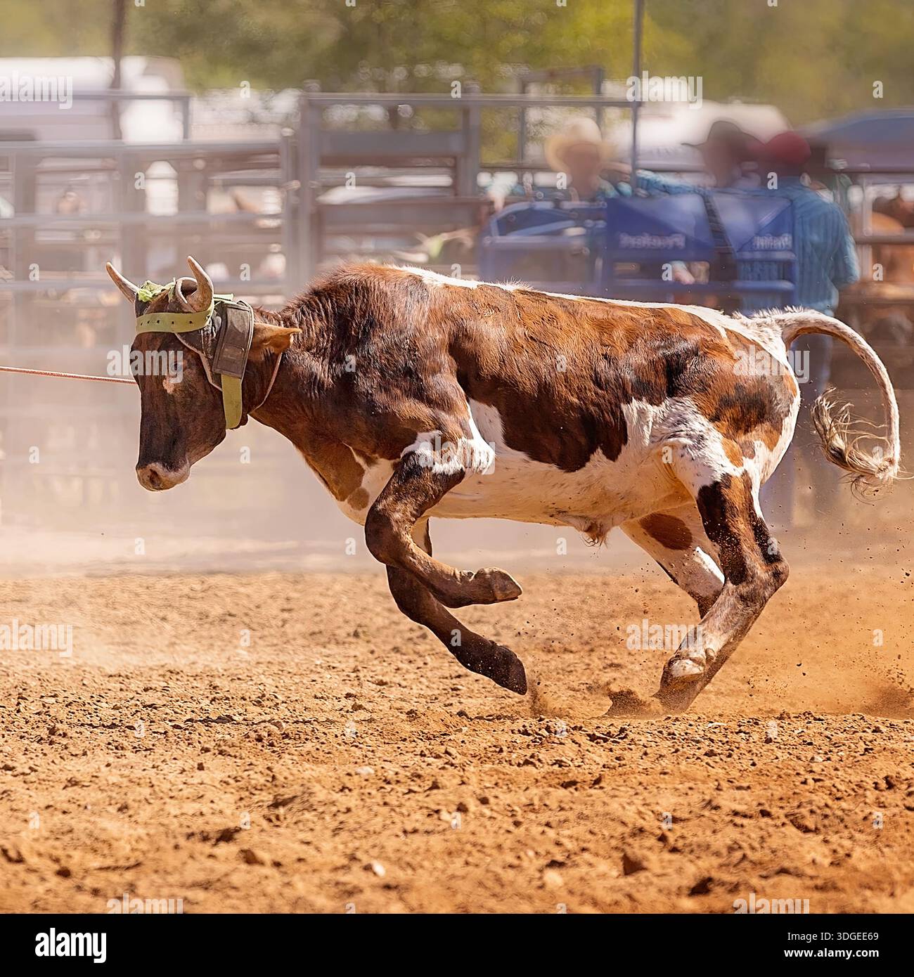Calf Getting Roped High energy shot calf hi-res stock photography and images - Alamy