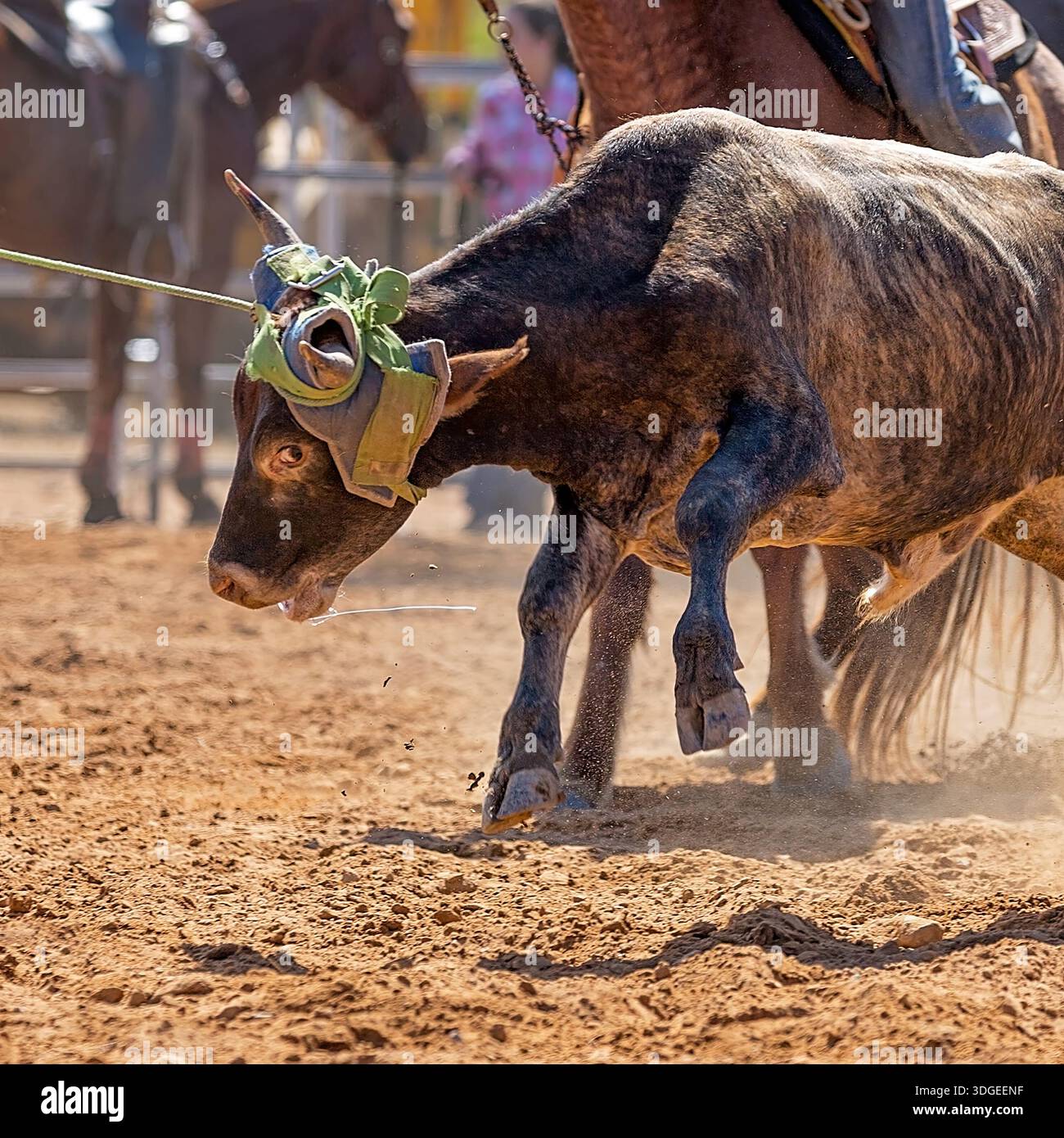 Calf Getting Roped High energy shot calf hi-res stock photography and images - Alamy