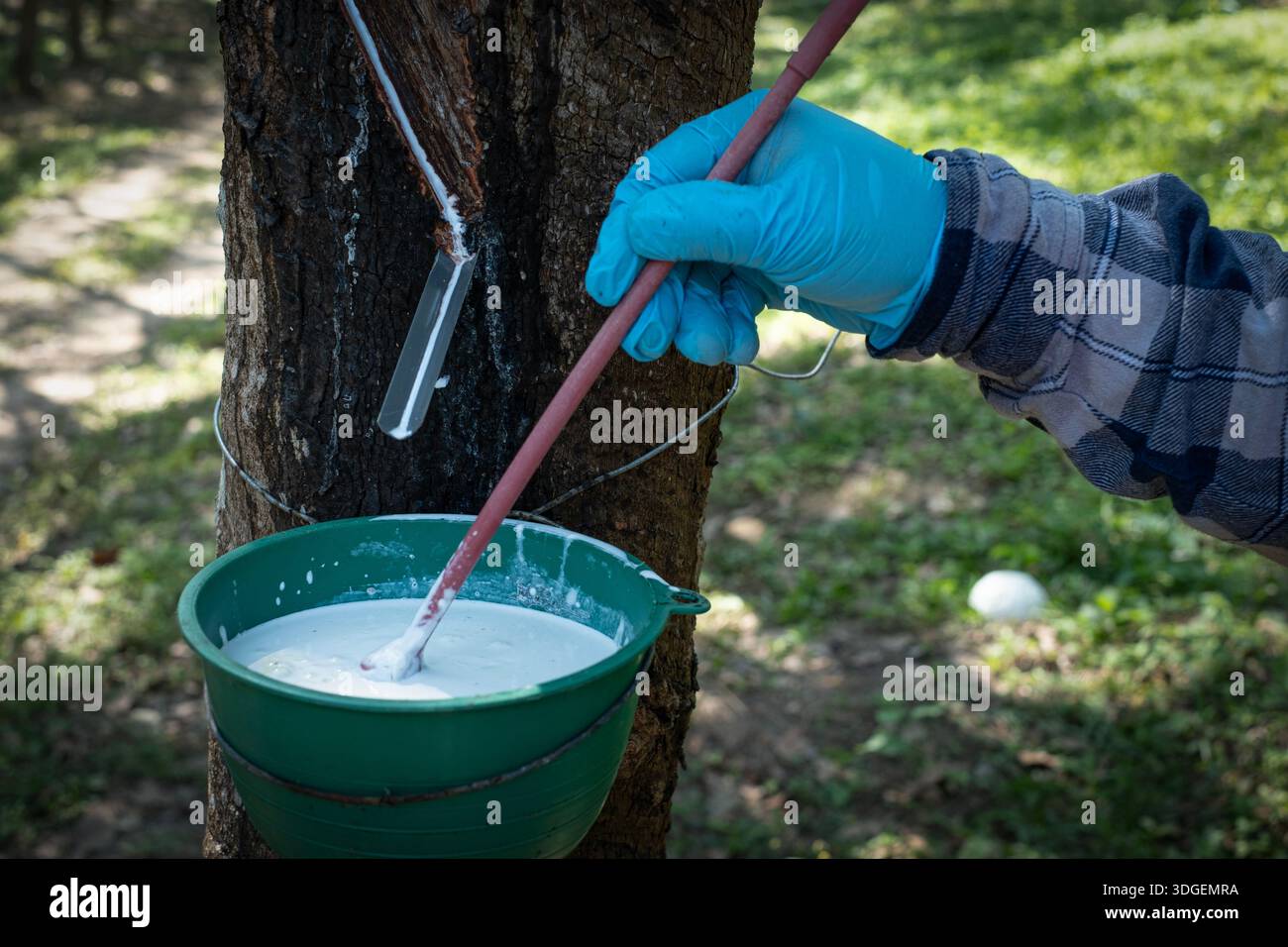 Rubber tree sap hi-res stock photography and images - Alamy