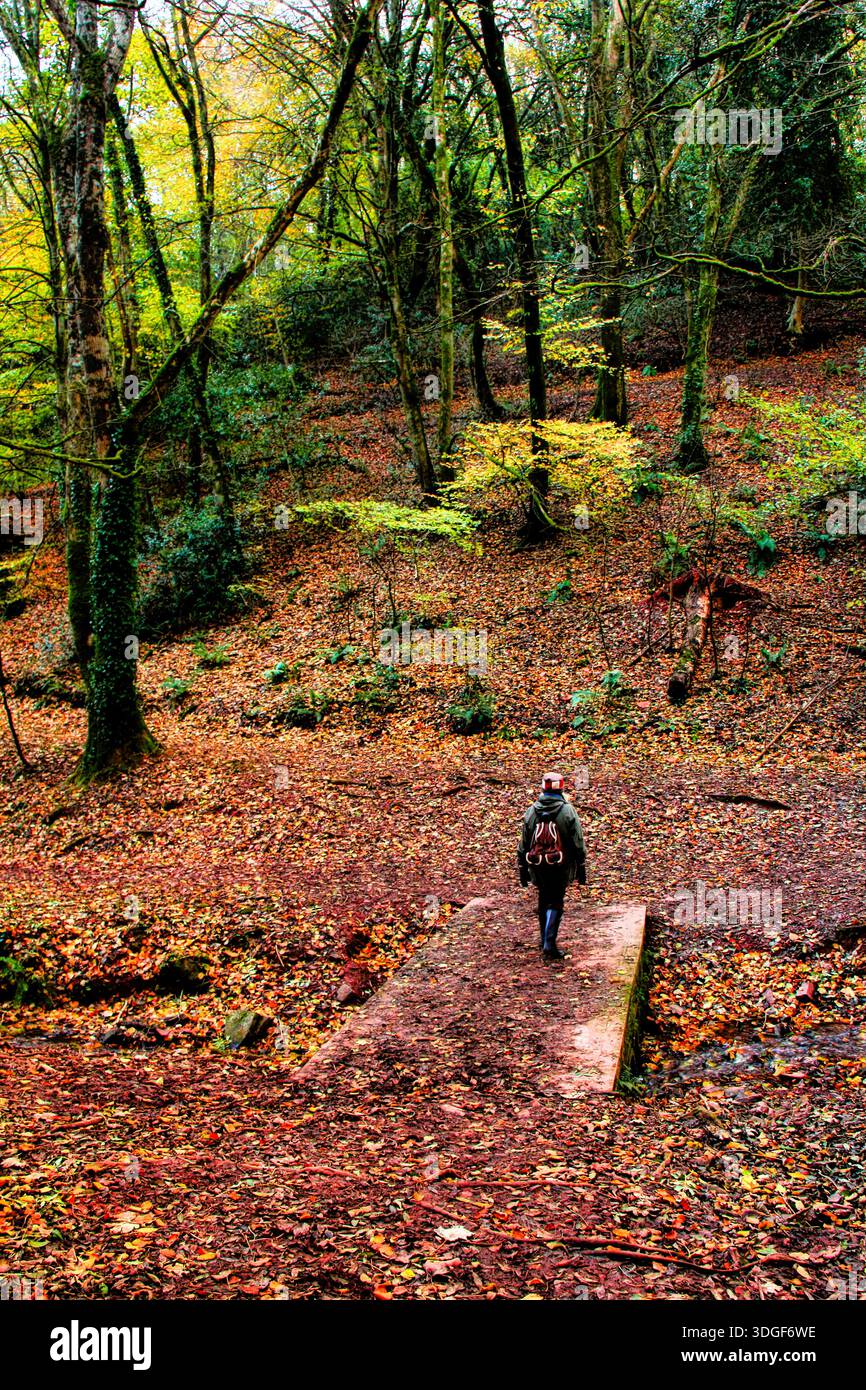 Adult female walker in colourful autumnal woodland. Stock Photo