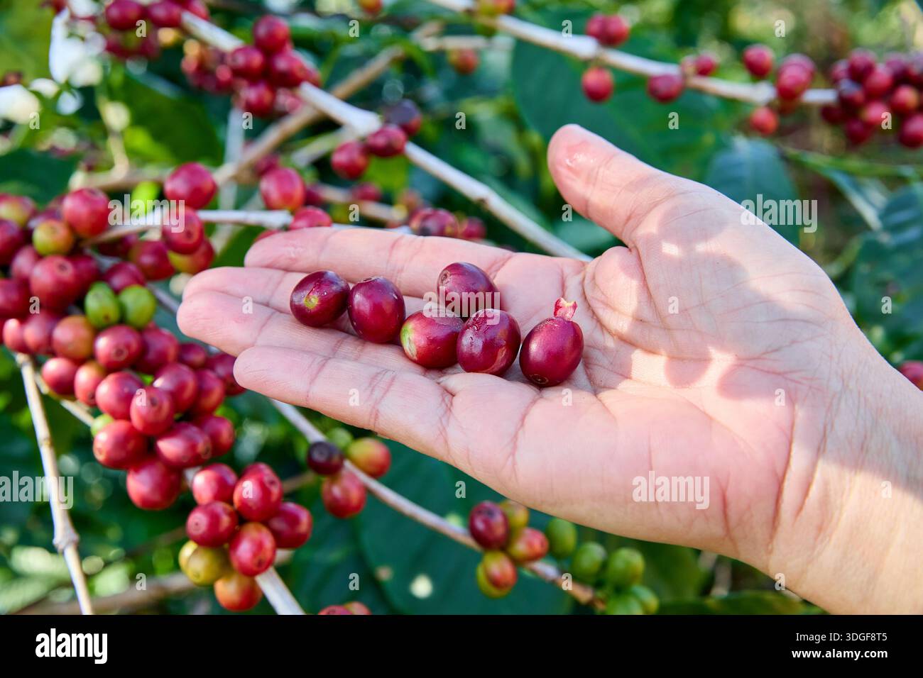 Coffee bean seed coffee plant hi-res stock photography and images - Alamy