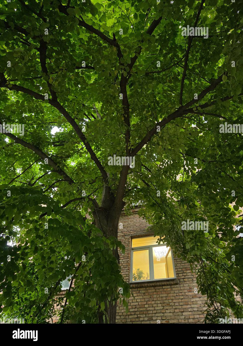 A large, leafy Linden tree with dense green foliage and numerous branches dominates the foreground, partially obscuring a brick building with an illum - Smartphone Captured Stock Image