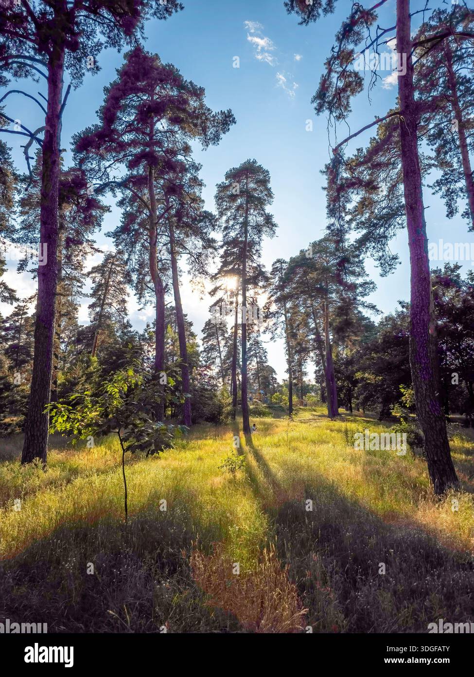 A sunlit pine forest with tall, slender trees reaching towards a blue sky with some clouds, casting long shadows across a grassy clearing. - Smartphone Captured Stock Image