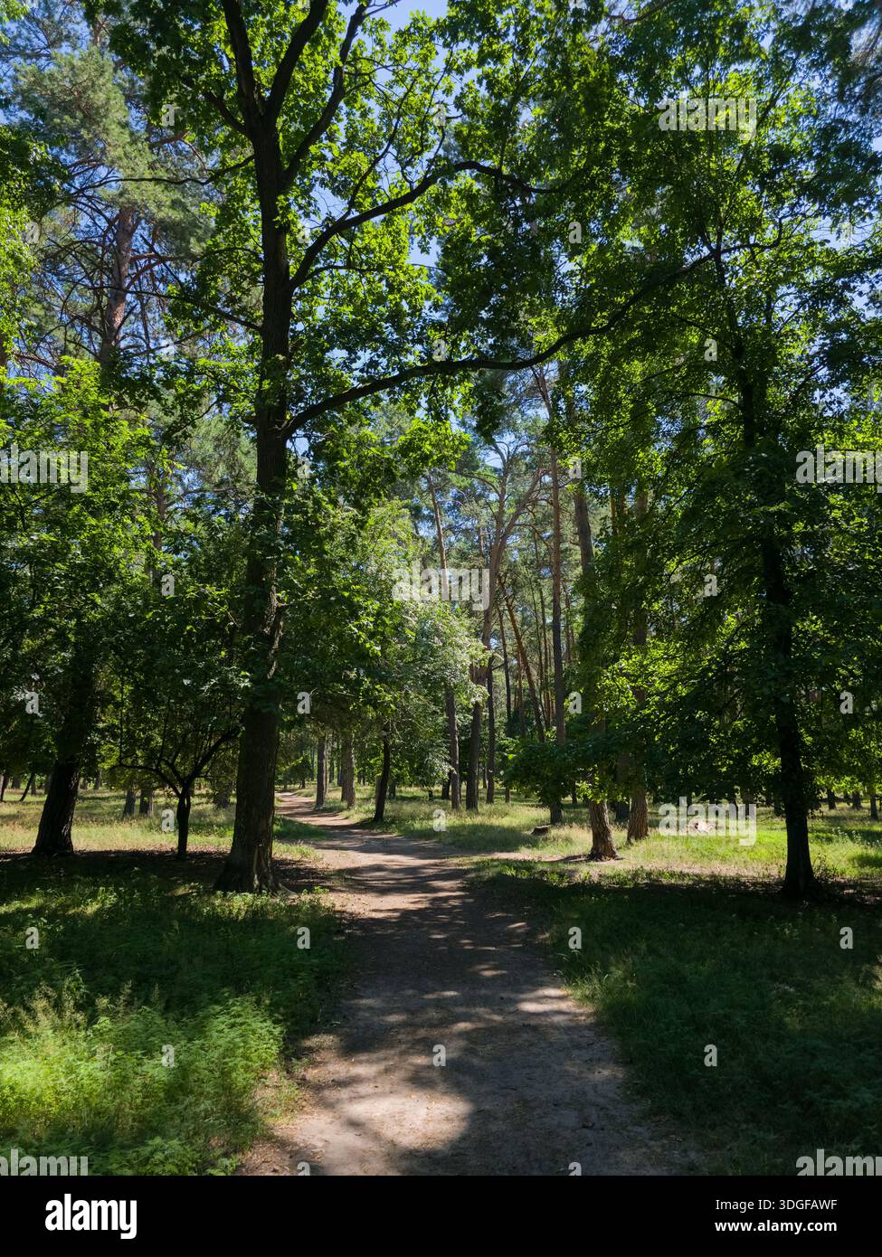 A forest path winds through tall trees with dense green canopies, casting shadows on the ground under a clear blue sky. - Smartphone Captured Stock Image