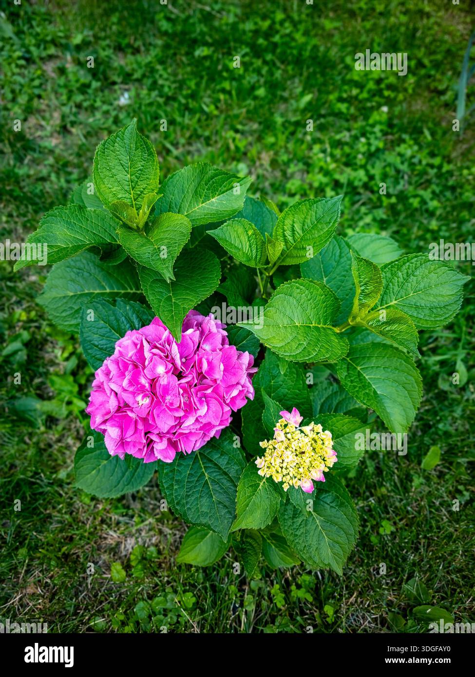 A vibrant hydrangea plant with bright pink and light yellow blossoms, surrounded by lush green leaves, set against a soft green background - Smartphone Captured Stock Image
