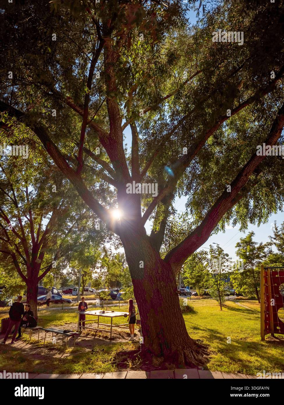 Kyiv, Ukraine - Jun 27, 2025: A sports ground on Revutsky Street under an old sprawling willow tree, with a table tennis setup and benches, where peop - Smartphone Captured Stock Image
