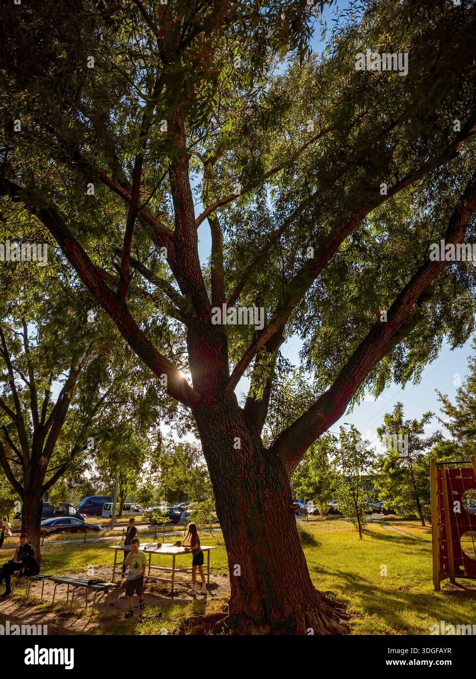 Kyiv, Ukraine - Jun 27, 2025: A sports ground on Revutsky Street under an old sprawling willow tree, with a table tennis setup and benches, where peop - Smartphone Captured Stock Image