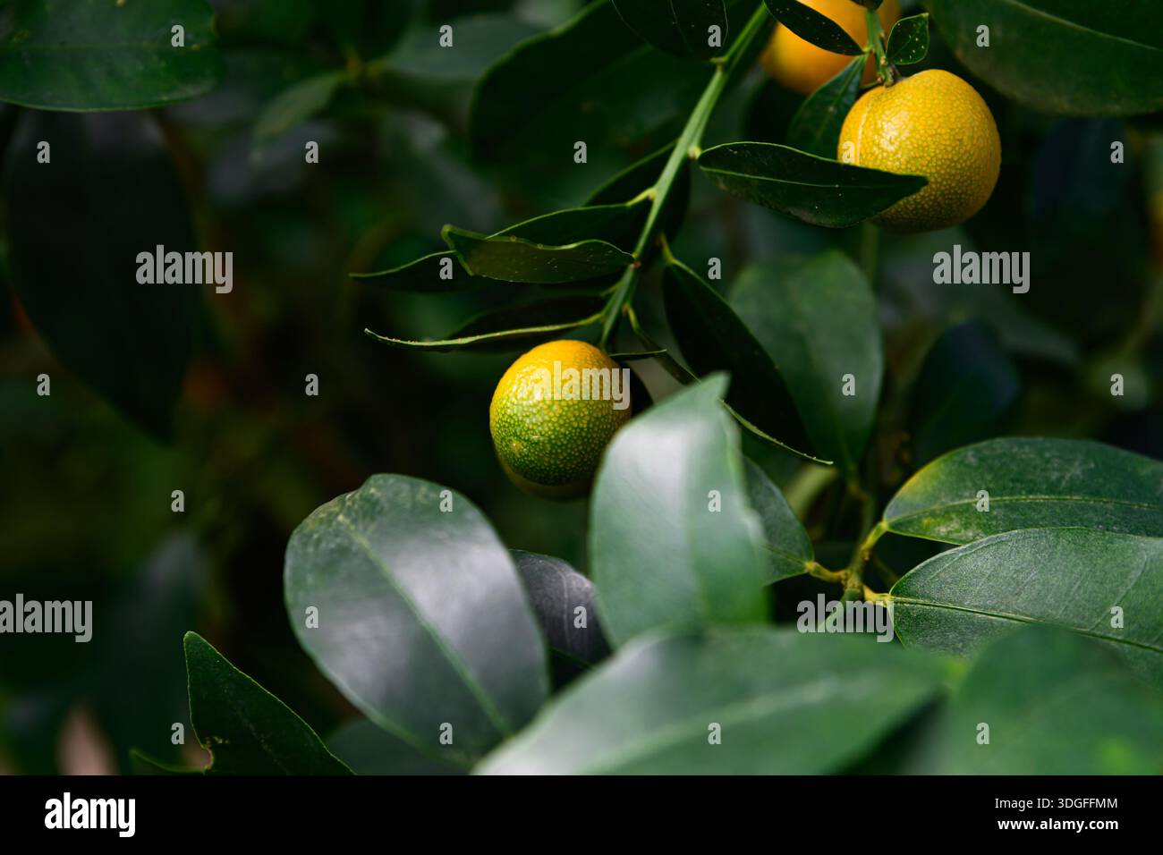 silver drop eucalyptus plant 20 SILVER DROP EUCALYPTUS Gunnii Cider Gum Silver Blue Foliage Florist –  Seedville USA main image 0