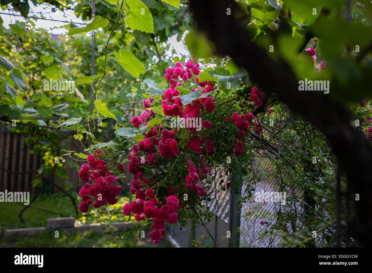 Miniature roses hi-res stock photography and images - Alamy