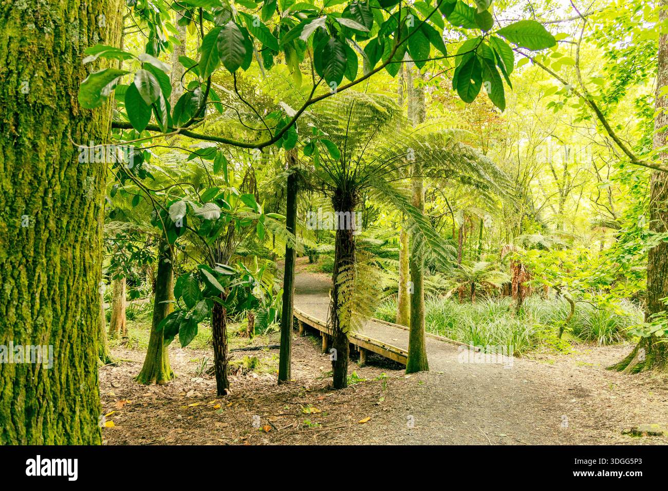 Walkway jungle fern lush hi-res stock photography and images - Alamy