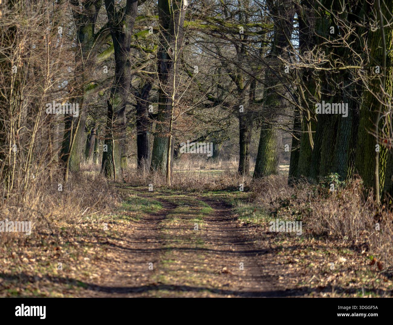 Rustic Dirt Road Winding Through Dense Deciduous Forest Stock Photo