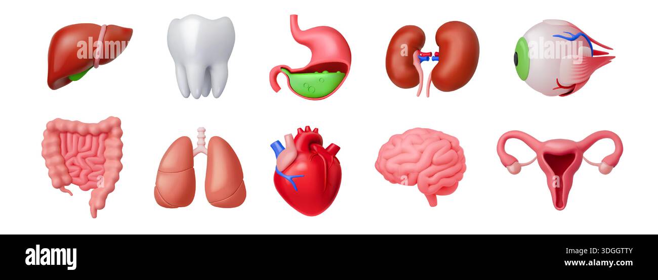 Showcasing various internal organs hi-res stock photography and images ...