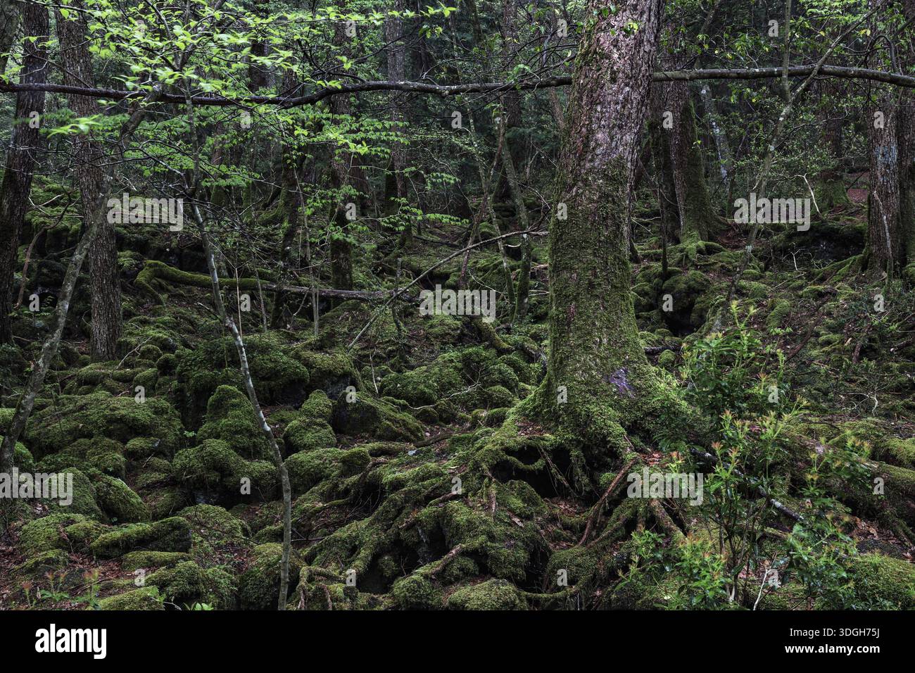 Dense forest with tangled roots and moss-covered trees in