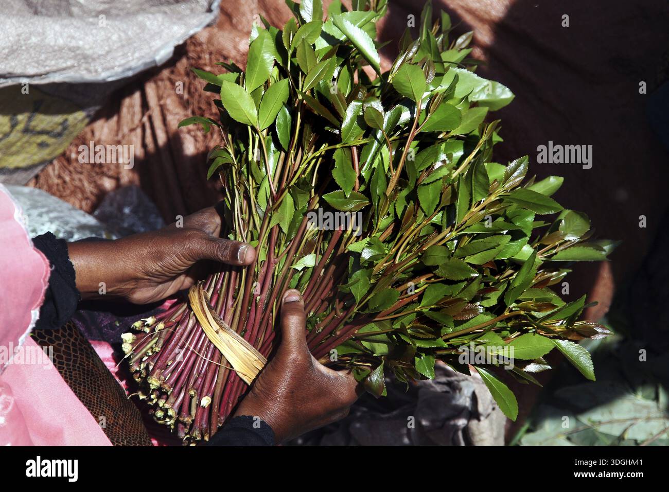 Khat hand hi-res stock photography and images - Alamy