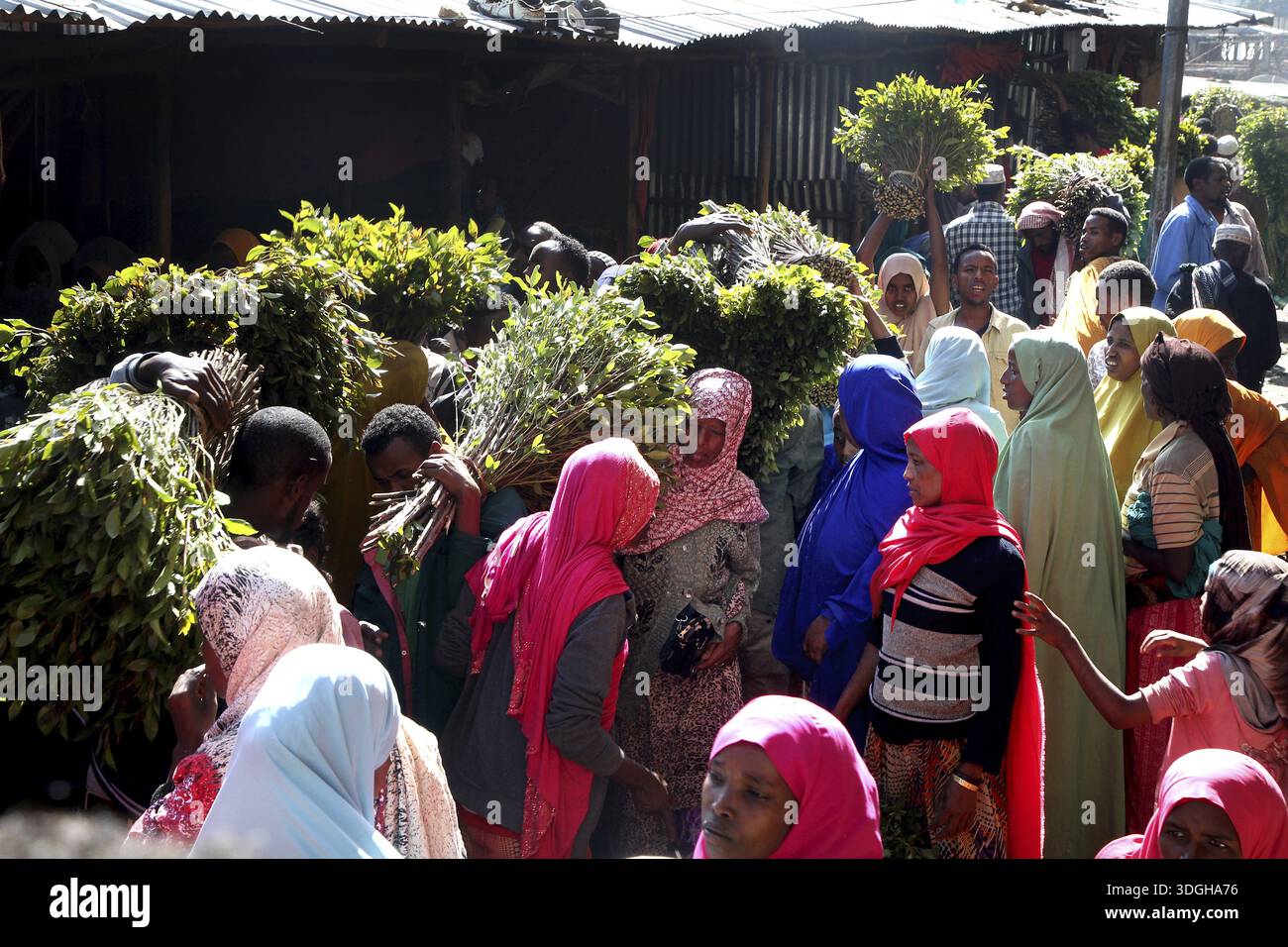 Crowd of people buying and selling khat in the sun, Awaday, Ethiopia ...