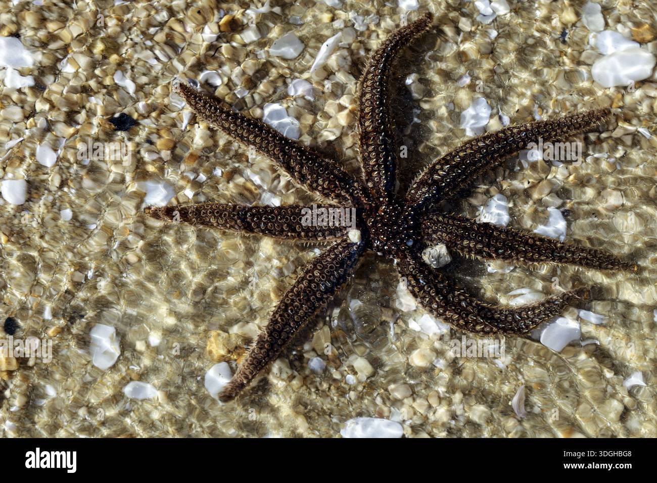 Nz Star Fish Brown starfish on sandy beach with clear sky, Adele Island, Abel Tasman ...