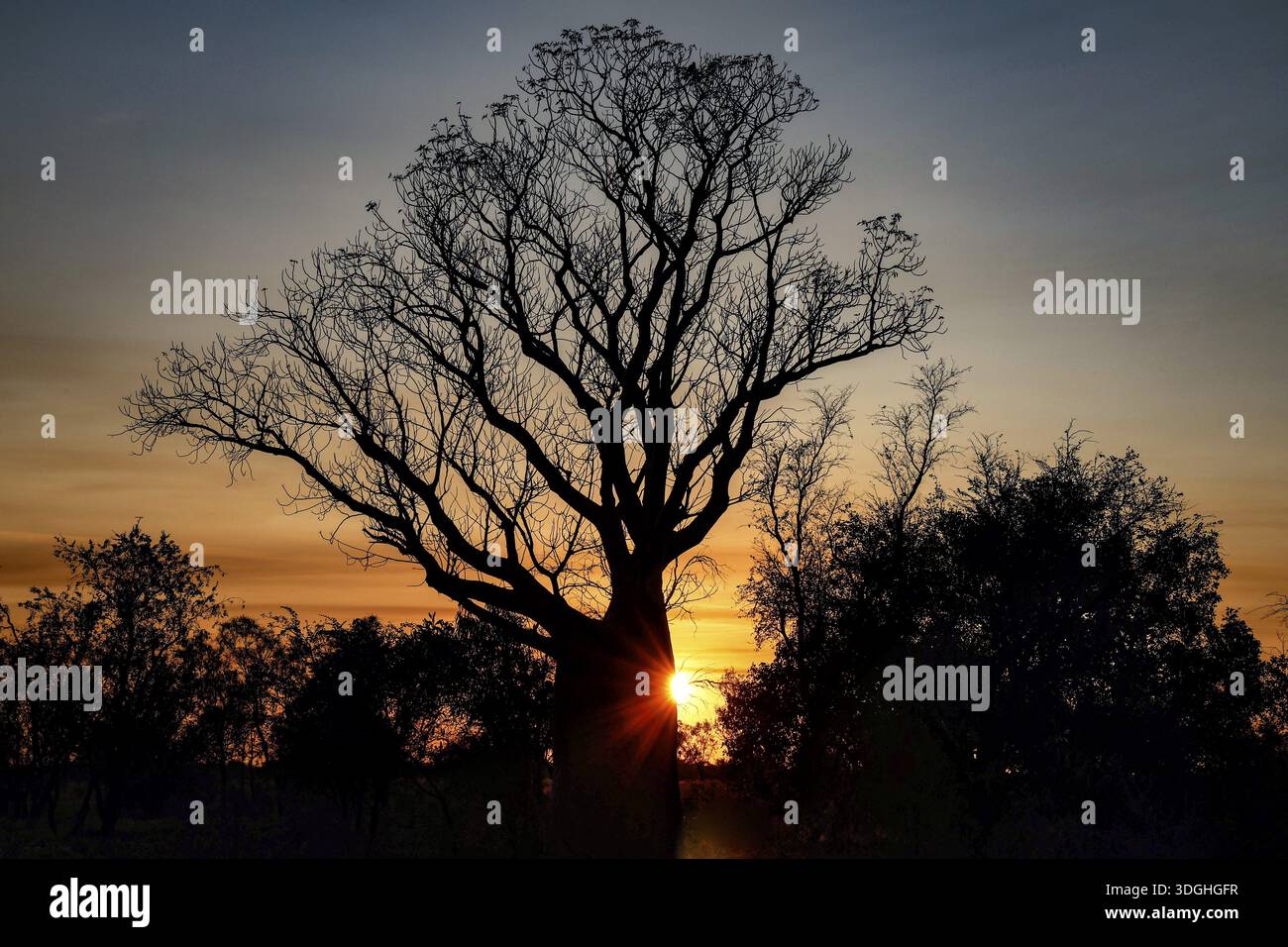 Baob hi-res stock photography and images - Alamy