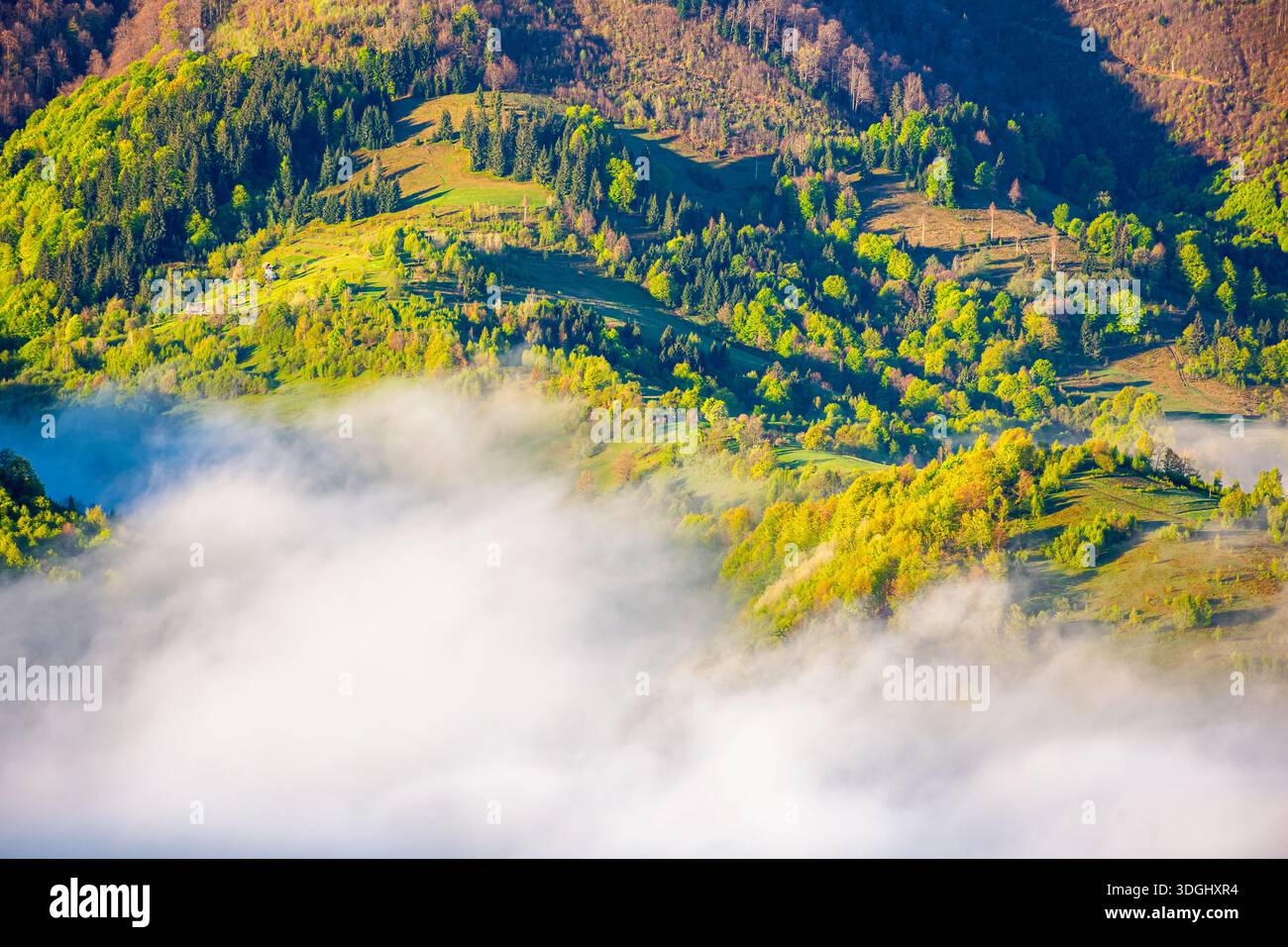 mountain landscape with fog rolling over forest in spring. misty carpathian scene with trees on hillside in morning light. beautiful nature scene of u Stock Photo