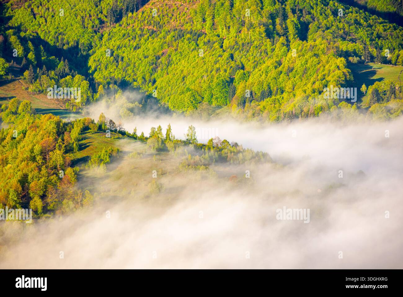 mountain landscape with fog rolling over forest in spring. misty carpathian scene with trees on hillside in morning light. beautiful nature scene of u Stock Photo