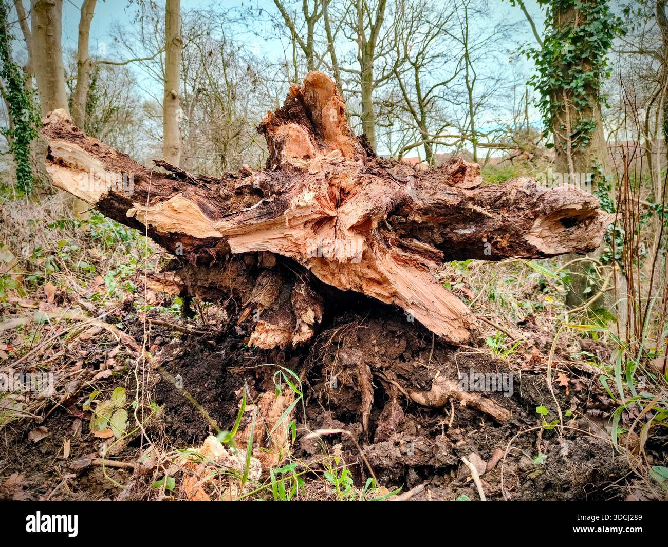 Fascinating cross section of the base of a fallen tree in Peterborough UK - Smartphone Captured Stock Image