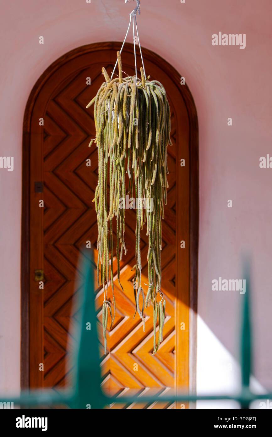 A hanging Rat Tail Cactus (Aporocactus flagelliformis) in front of an elegant arched wooden door with a chevron pattern. A concept of unique home deco Stock Photo