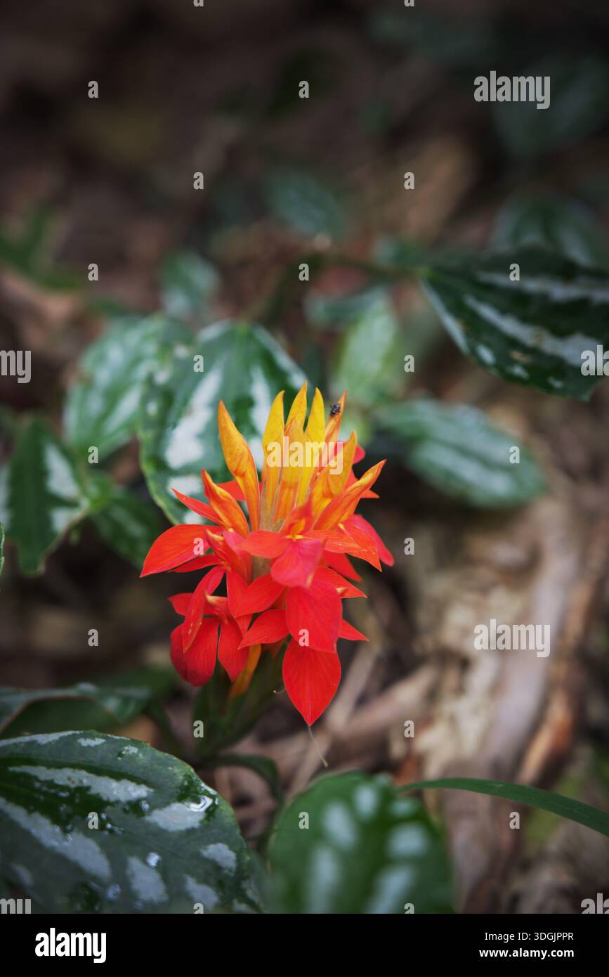 tropical orange flowers of the Calathea Crocata plant commonly known as the Eternal  Flame flowers Stock Photo - Alamy