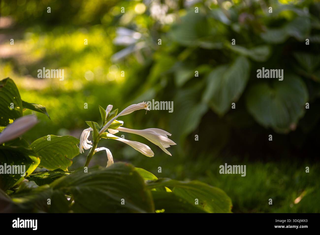 A close-up of a Hosta plantaginea stem with white trumpet-shaped flowers and large green leaves in a garden Stock Photo