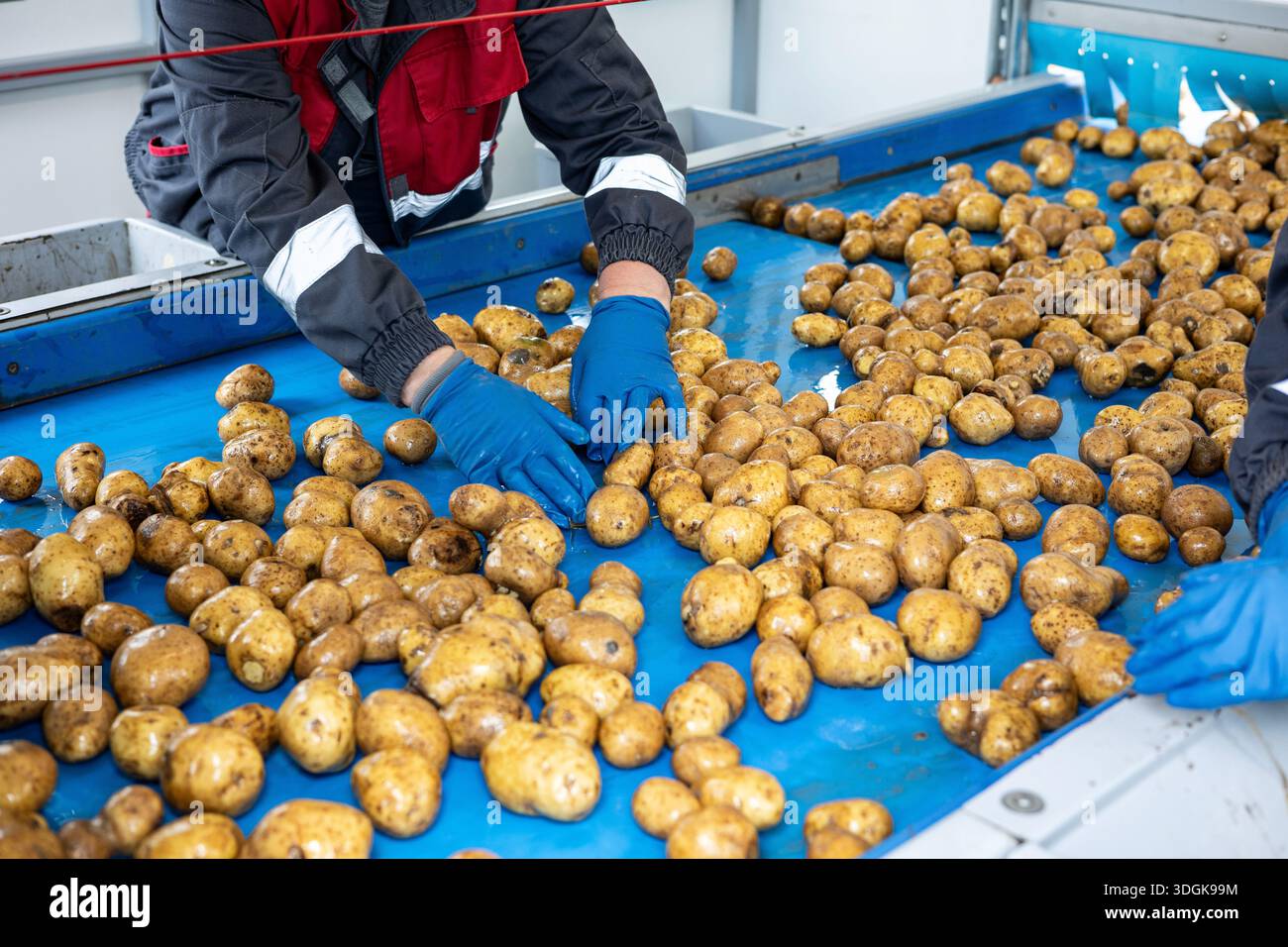 Factory workers in blue gloves sort pre-washed potatoes on a blue conveyor belt. This is part of the quality control and sorting process in a high-qua Stock Photo