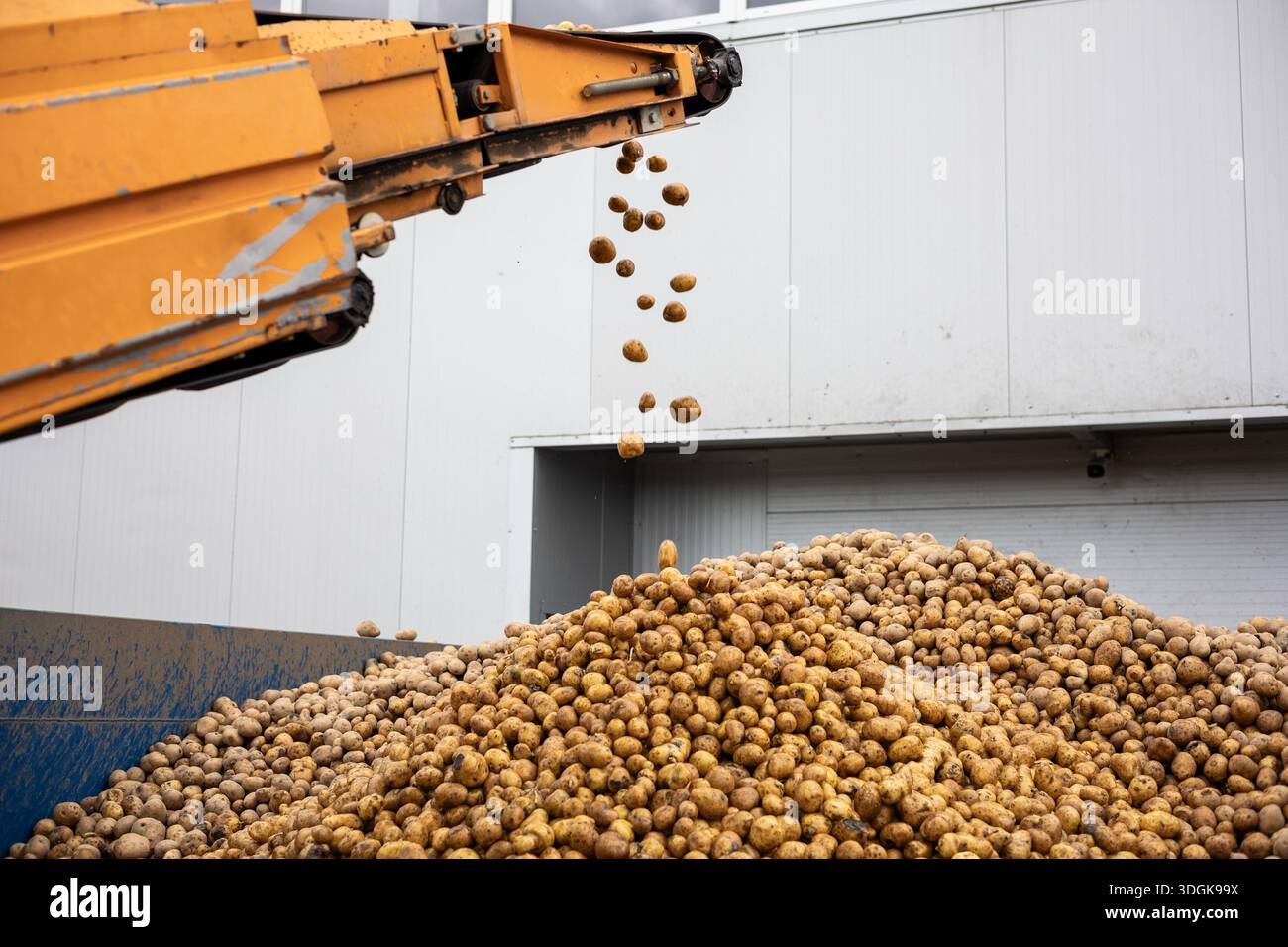 Fall Starch An industrial conveyor unloads pre-washed potatoes, a raw material for ...