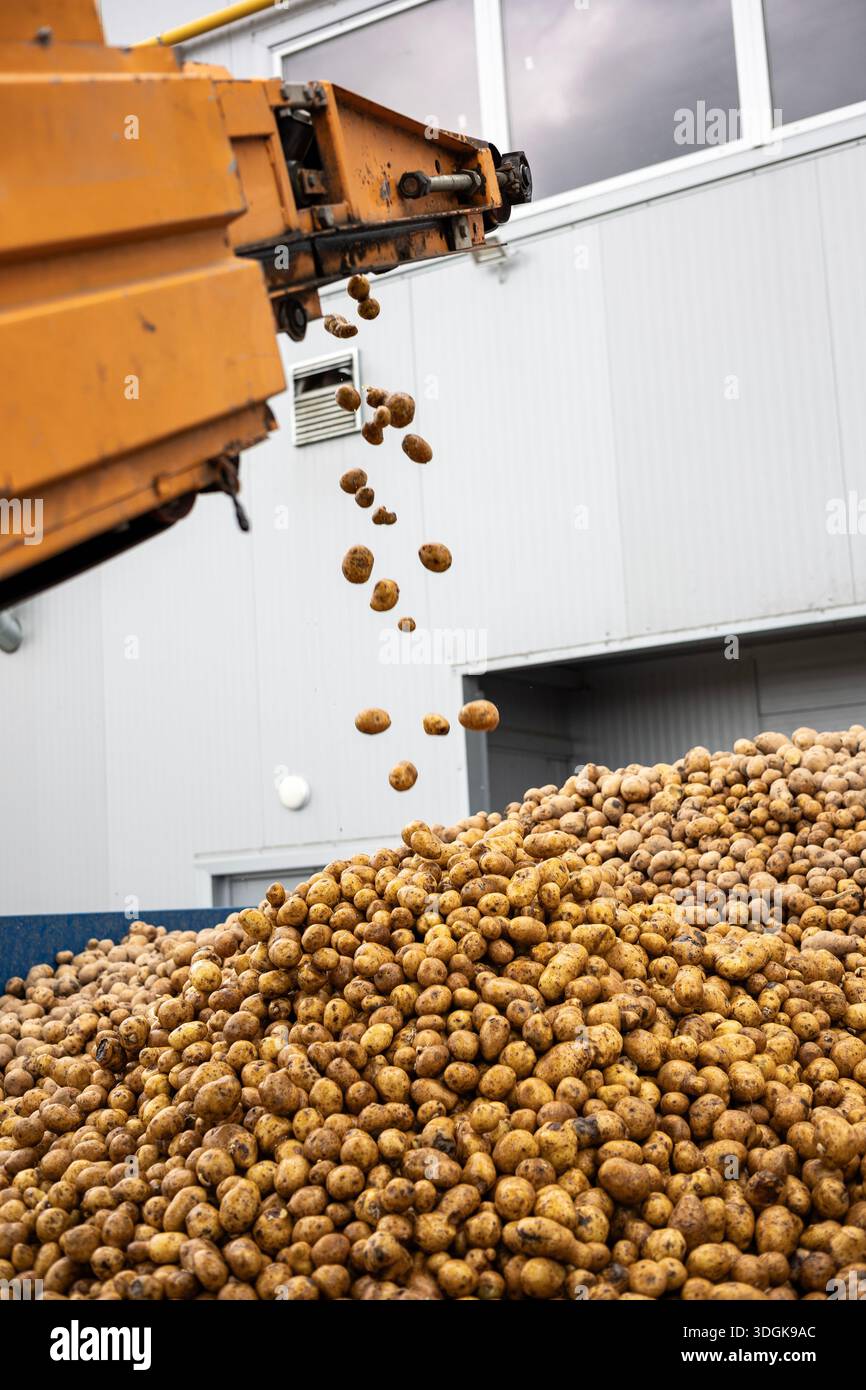 Fall Starch An industrial conveyor unloads pre-washed potatoes, a raw material for ...