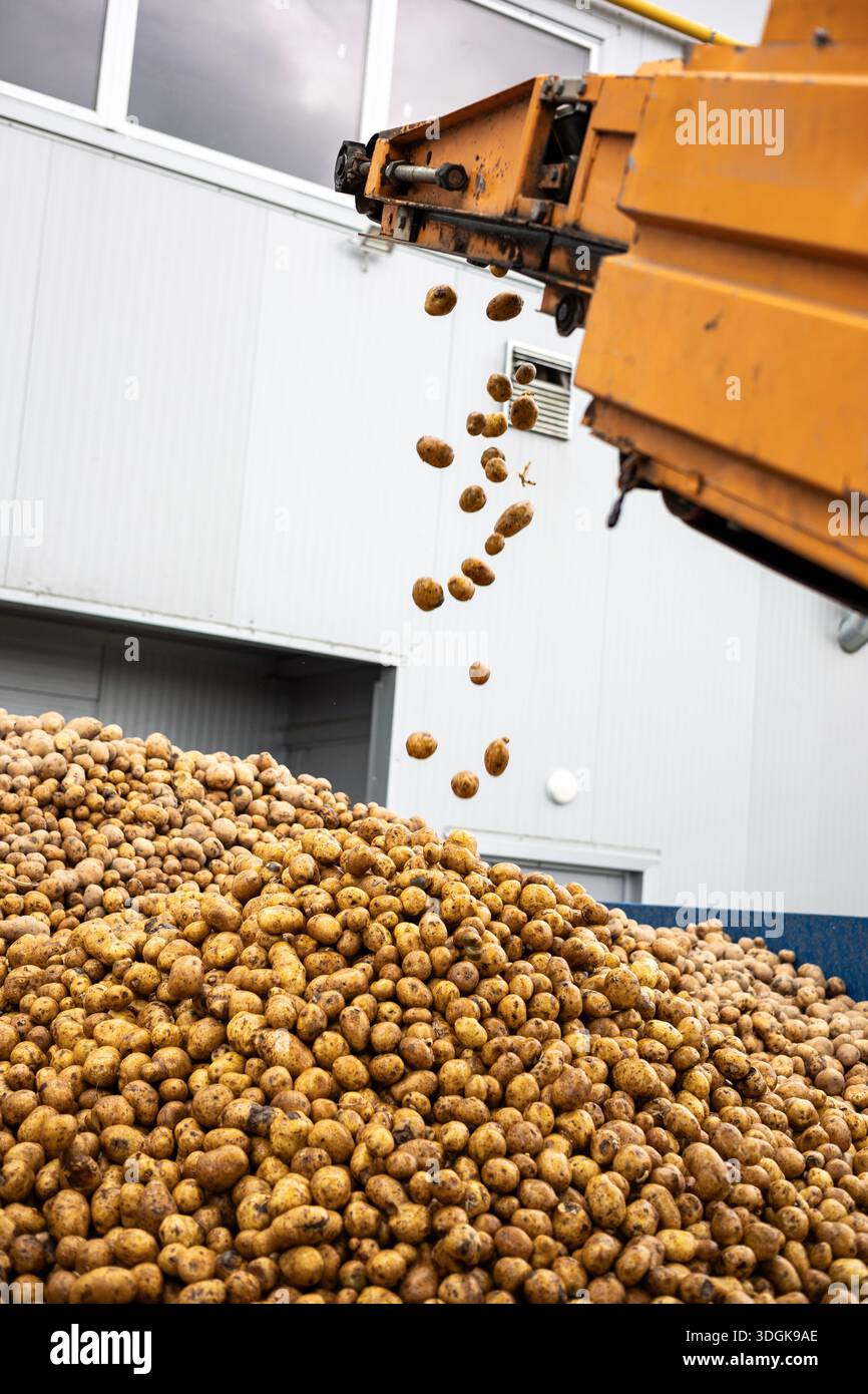 Fall Starch Potato harvester unloads potatoes hi-res stock photography and images ...