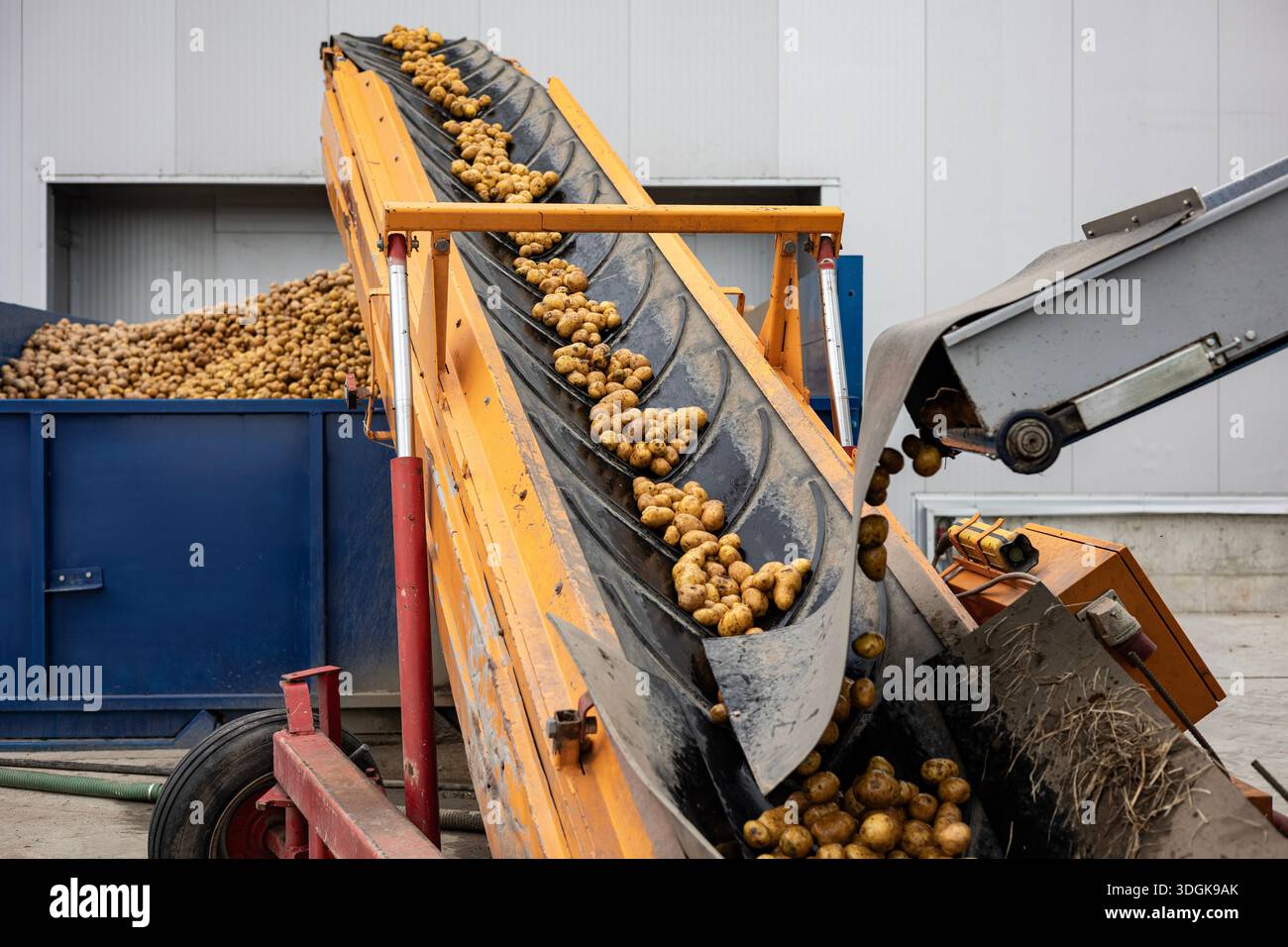 Fall Starch An industrial conveyor unloads pre-washed potatoes, a raw material for ...
