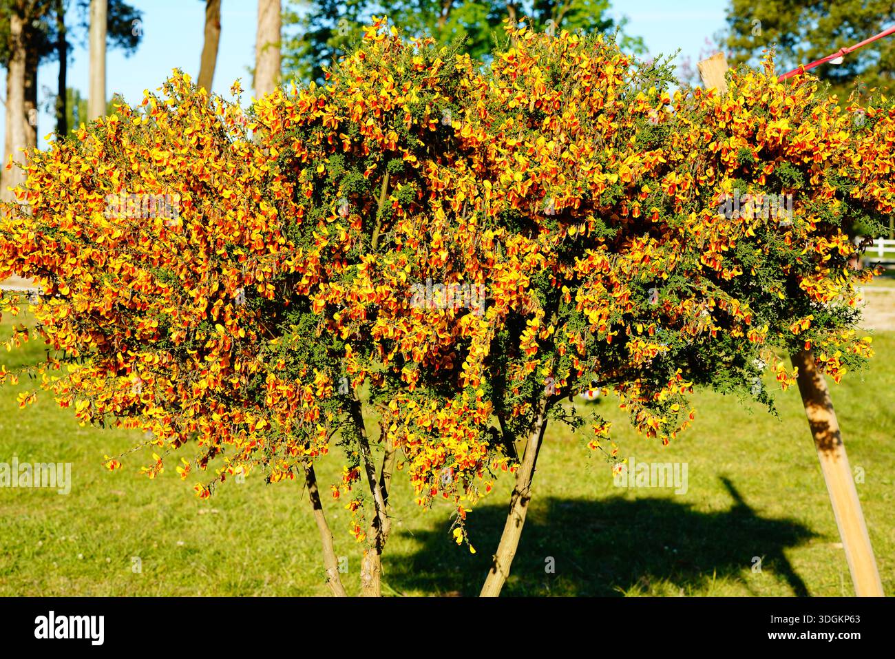 Especies de chile hi-res stock photography and images - Alamy