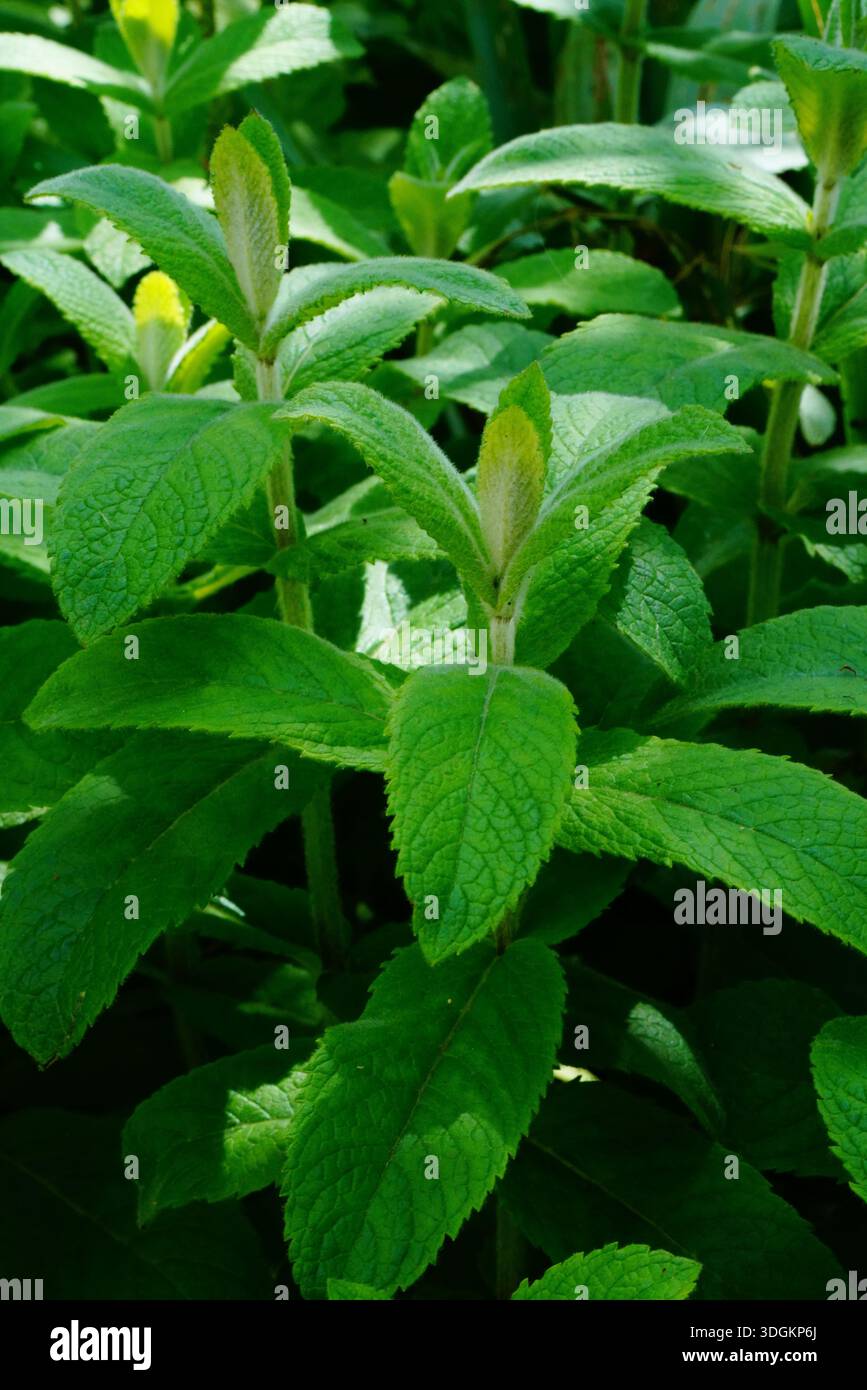 Hoja de la planta vegetal hi-res stock photography and images - Alamy