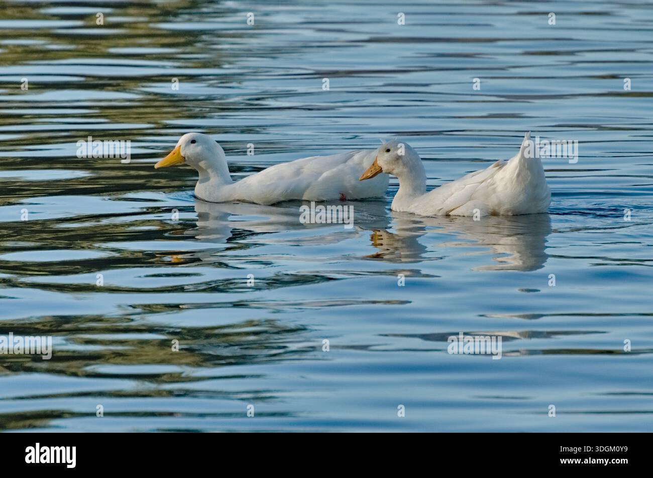 Two pekin ducks idly swim in lake with white bodies refect on cool ...