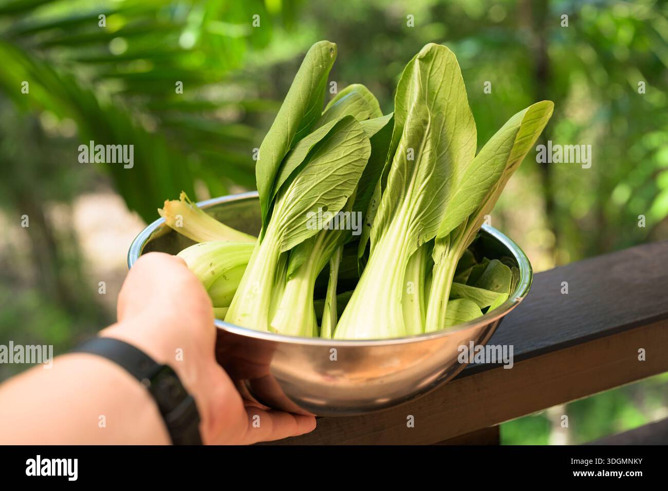 Fresh bok choy cabbage in bowl with tropical leaves background representing healthy plant-based nutrition Stock Photo