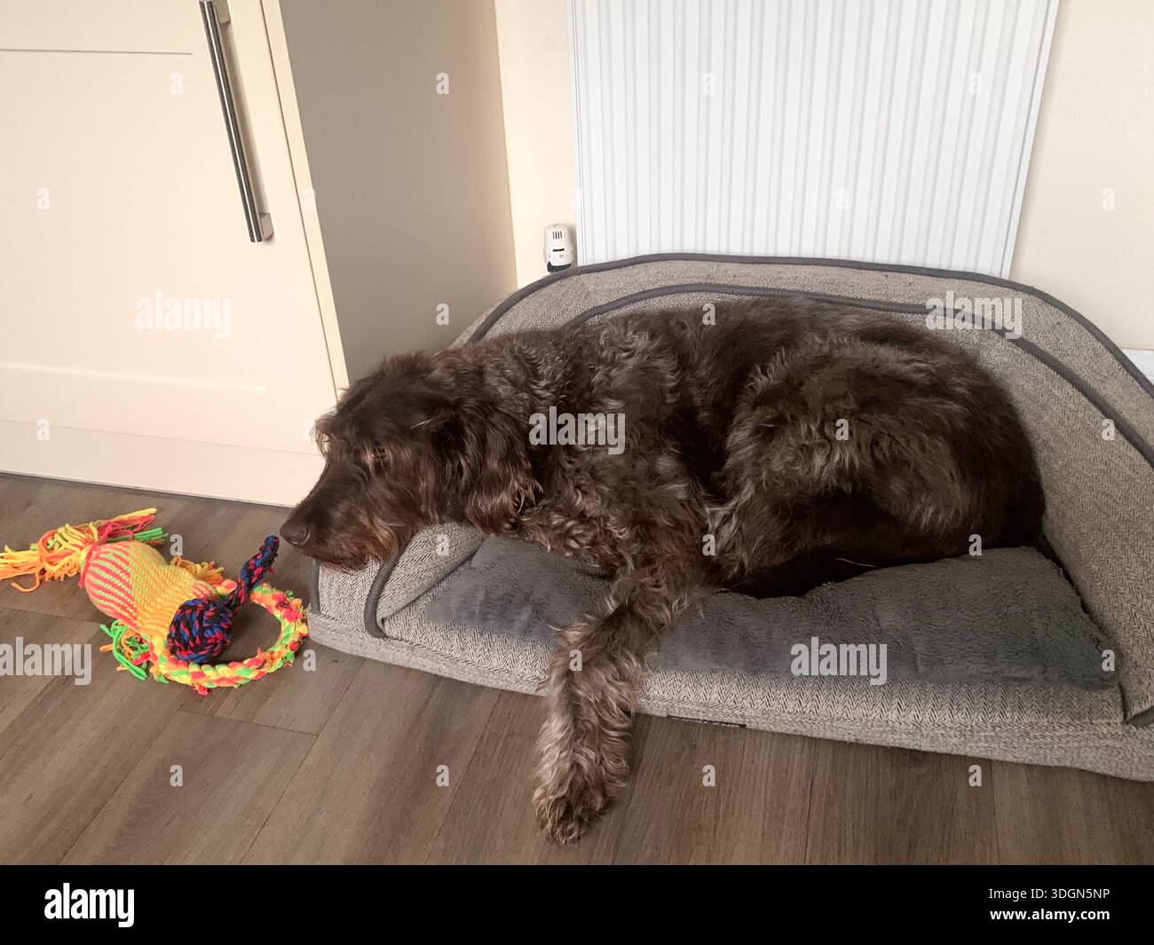 Curly-coated Labradoodle resting peacefully on a beige carpet in a warm inviting  living room The dog is curled up near a fireplace tranquil - Smartphone Captured Stock Image