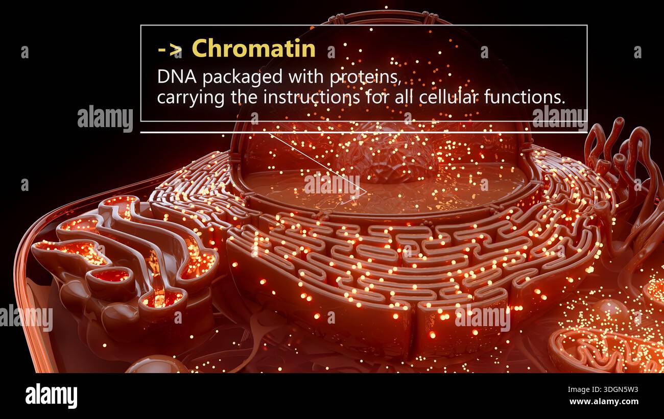 3D illustration of chromatin structure inside a cell nucleus Stock ...