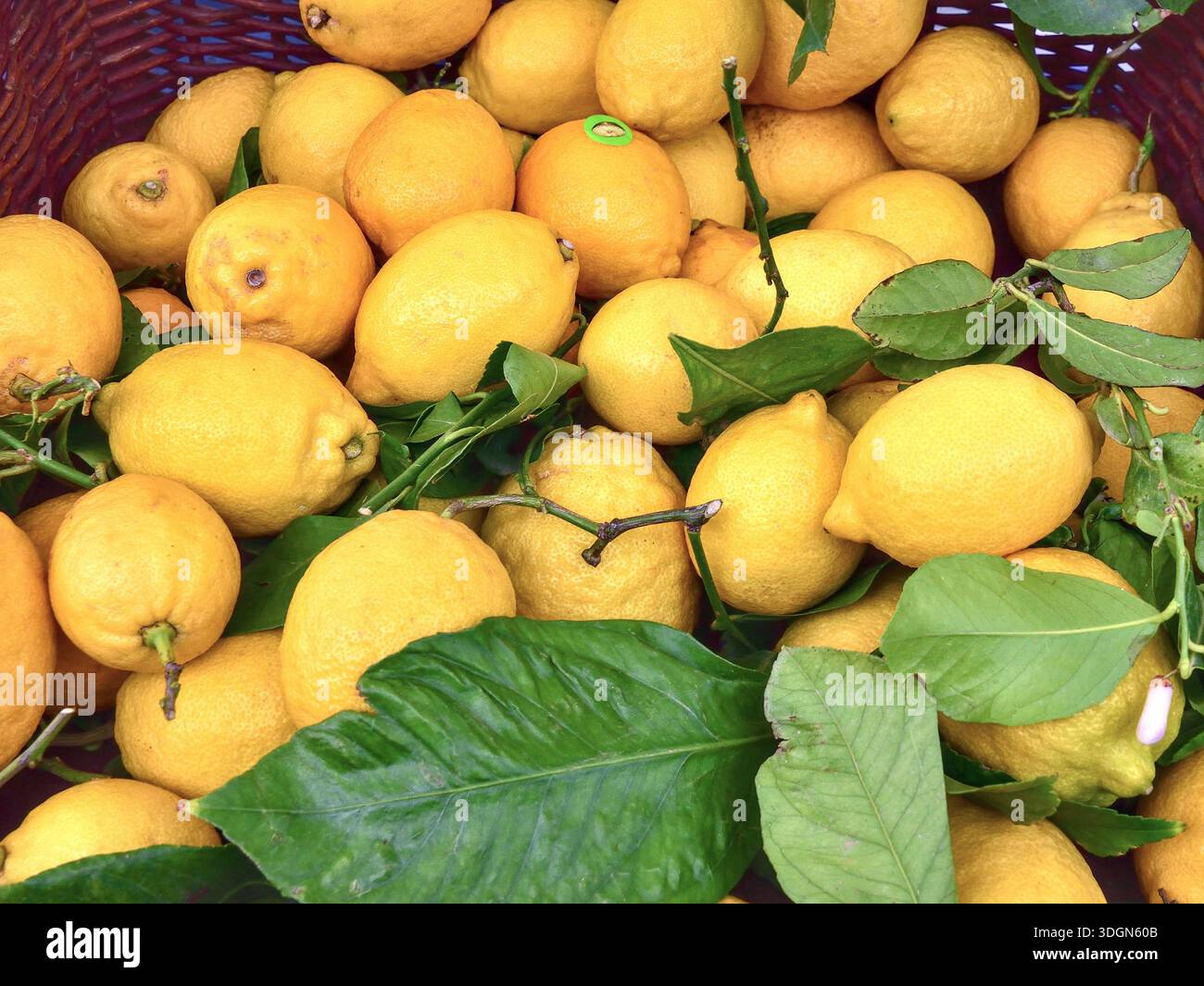 Market stall display of Portuguese lemons - Le Blanc, Indre (37), France. Stock Photo