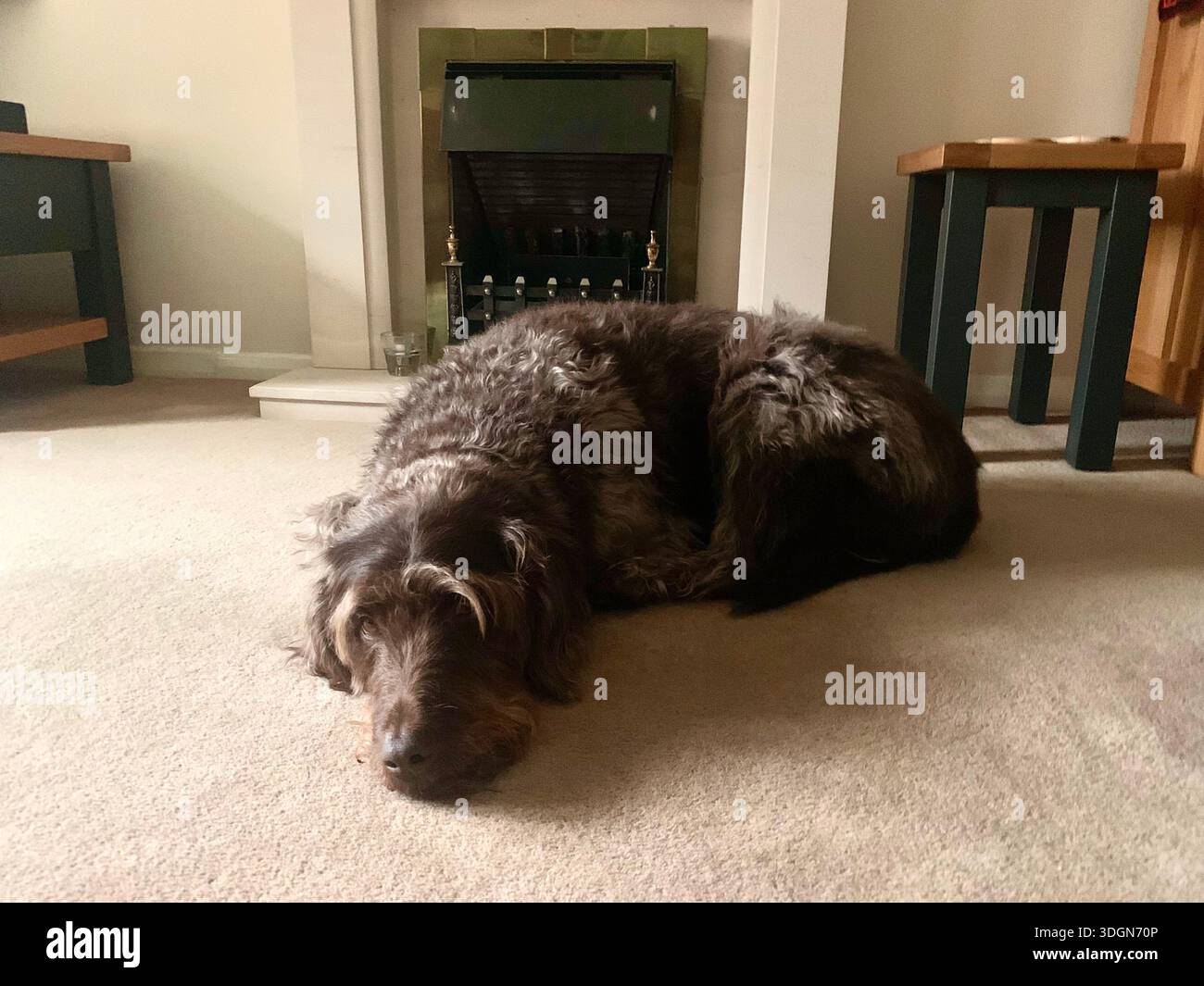 Curly-coated Labradoodle resting peacefully on a beige carpet in a warm inviting  living room The dog is curled up near a fireplace tranquil - Smartphone Captured Stock Image